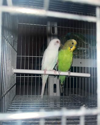 Coppie cocorite