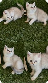 Gattini british shorthair