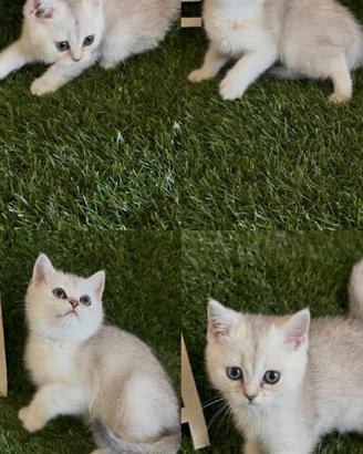 Gattini british shorthair