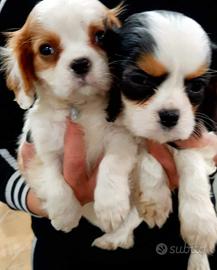 Cavalier king
