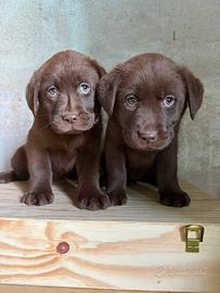 Cuccioli Labrador con pedigree