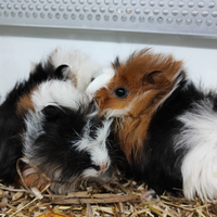 Cavia peruviana porcellino d'india