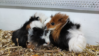 Cavia peruviana porcellino d'india