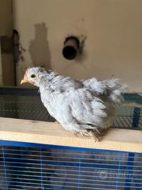 Pulcini cocincina nana