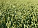 terreno-agricolo-in-zona-buco-del-signore