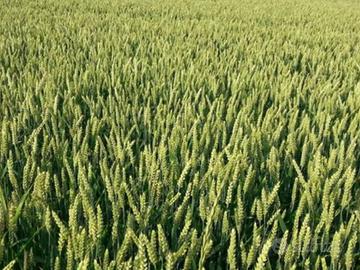 Terreno agricolo in zona Buco del Signore