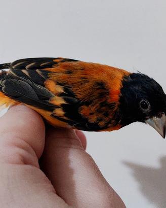 Cardinalino Del Venezuela