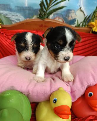 Cuccioli /Yorkshire Biewer Terrier/Taglia Piccola/