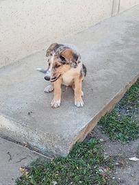 Cuccioli meticcio