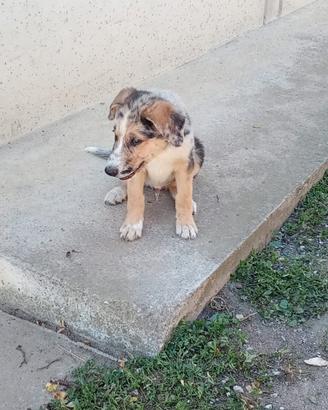 Cuccioli meticcio