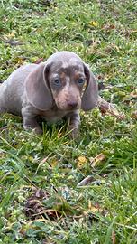 Bassotto tedesco kaninchen