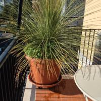 Dasylirion grande con vaso e ruote