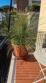 Dasylirion grande con vaso e ruote