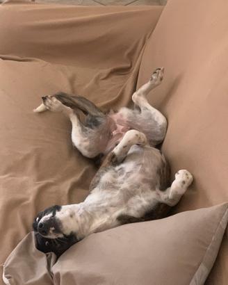 Cagnolina