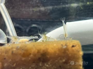 Neocaridine White Pearl