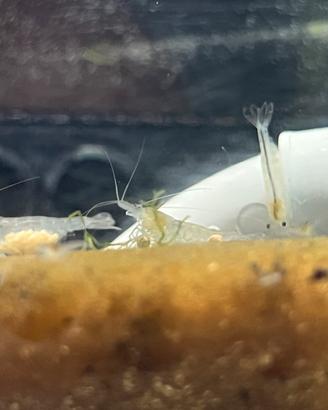 Neocaridine White Pearl