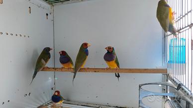 Diamanti di Gould
