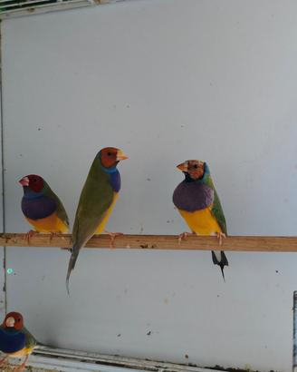 Diamanti di Gould