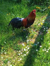 Coppia gallo e gallina