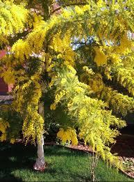 Pianta mimosa