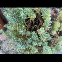 Talea di Sedum