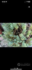 Talea di Sedum