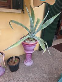 grande pianta grassa compresa di vaso e colonnina