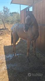 Puledro appalos