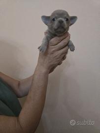 Chihuahua
