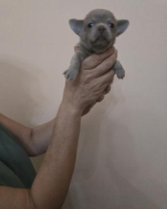 Chihuahua