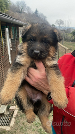 Cuccioli pastore tedesco