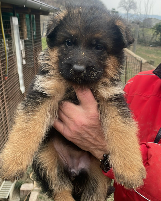 Cuccioli pastore tedesco