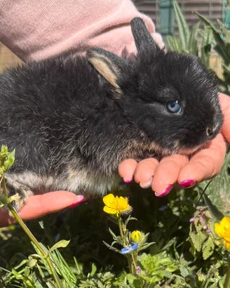 Coniglio Olandese Nano