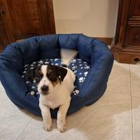 Cucciole pure Jack Russell Broken