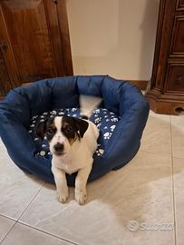 Cucciole pure Jack Russell Broken