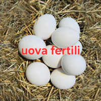Gallina livornese