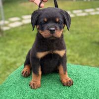 Cuccioli di Rottweiler