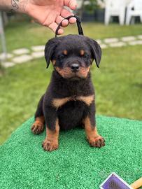Cuccioli di Rottweiler