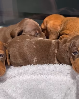 Cuccioli di Bassotto nano