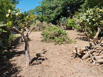 Terreno agricolo con alberi da frutto