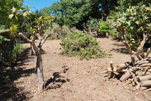 Terreno agricolo con alberi da frutto