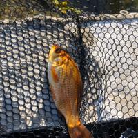 Pesce rosso