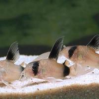 Corydoras Panda