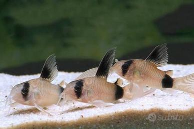 Corydoras Panda