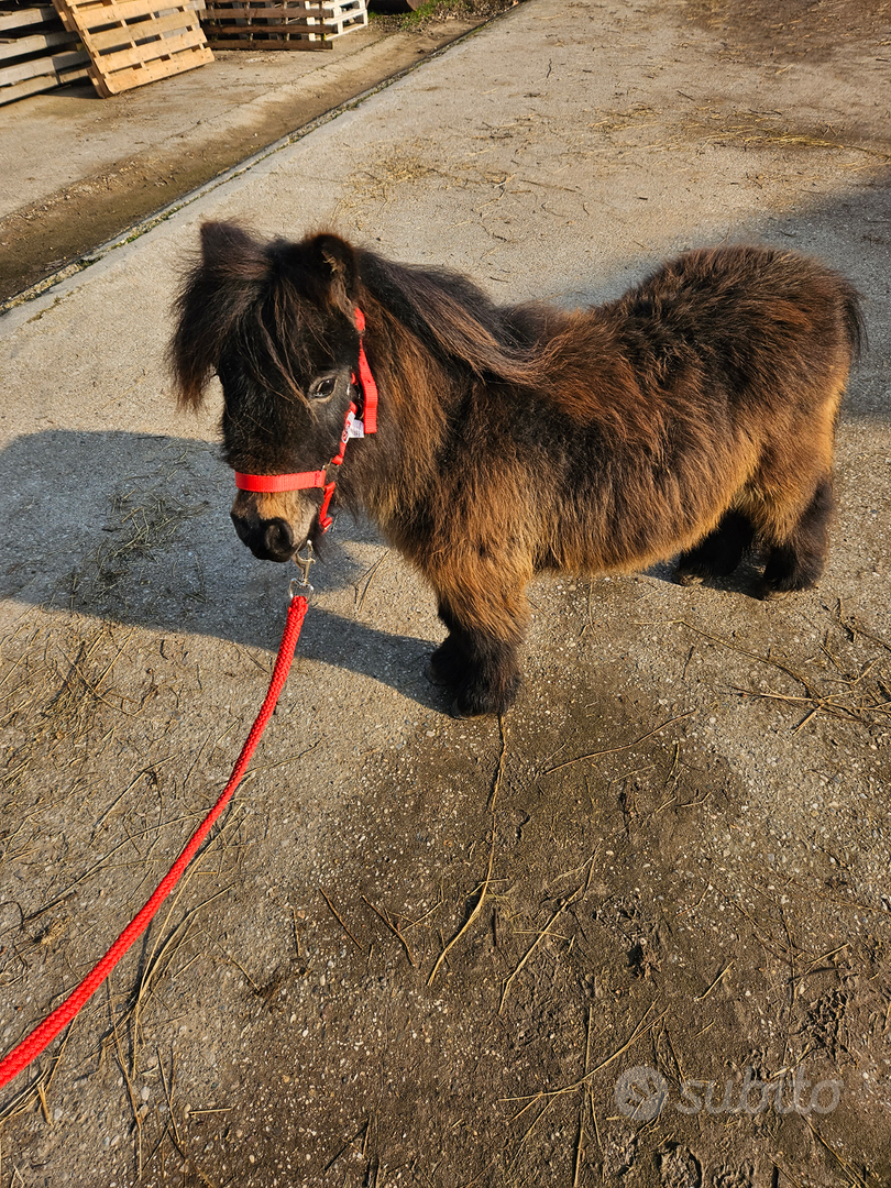 Mini pony.miniature horses - Animali In vendita a Verona