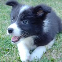 Border collie cuccioli