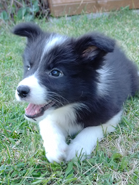 Border collie cuccioli