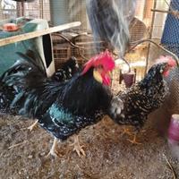 Ovaiola pura razza *ancona