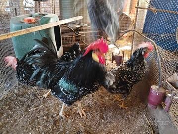 Ovaiola pura razza *ancona