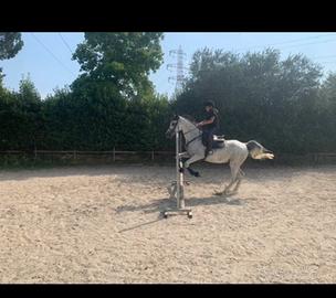 Cavallo passeggiata e scuola